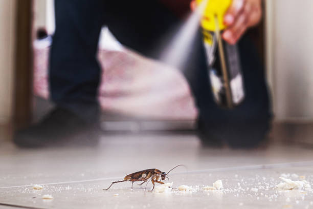 Best Flea Control Services  in New Lenox, IL